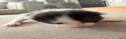 Domestic Shorthair cats for sale: 3 kittens left  - Advert 3