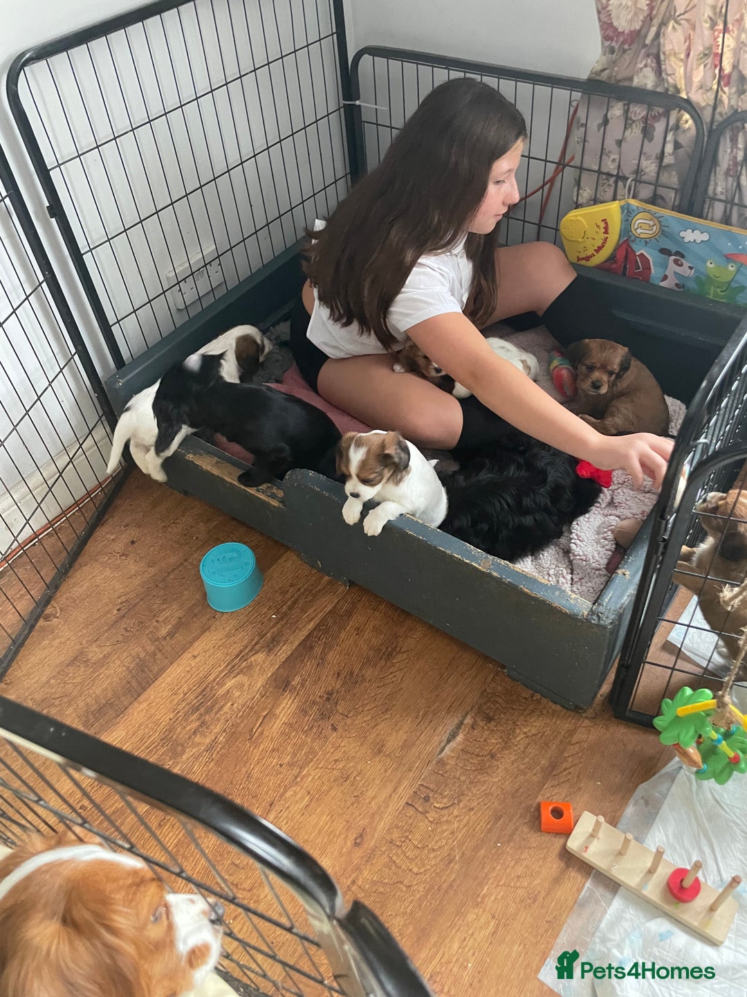 Cavapoo dogs for sale: Beautiful Cavapoo puppies - Image 13