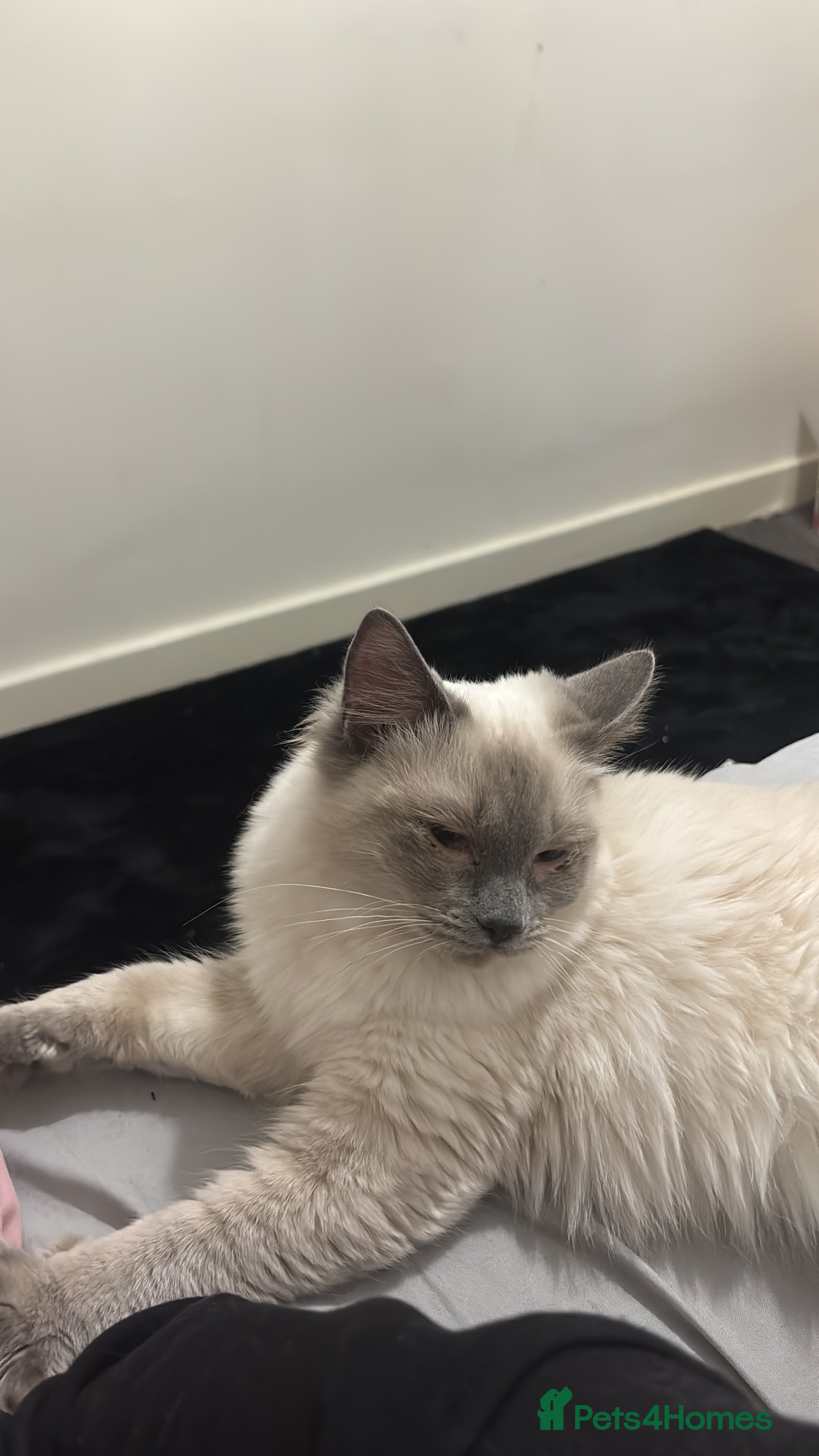 Ragdoll cats Beautiful blue point ragdolls  in Hayes - Advert 2