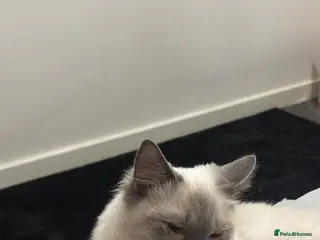 Ragdoll cats Beautiful blue point ragdolls in Hayes - Advert 2