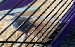 Mouse rodents for sale: Female mice free to good home - Image 15