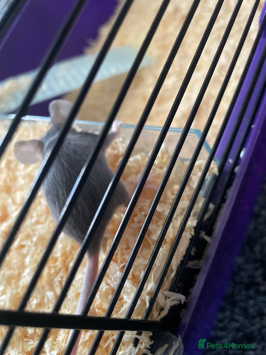 Mouse rodents for sale: Female mice free to good home - Image 15