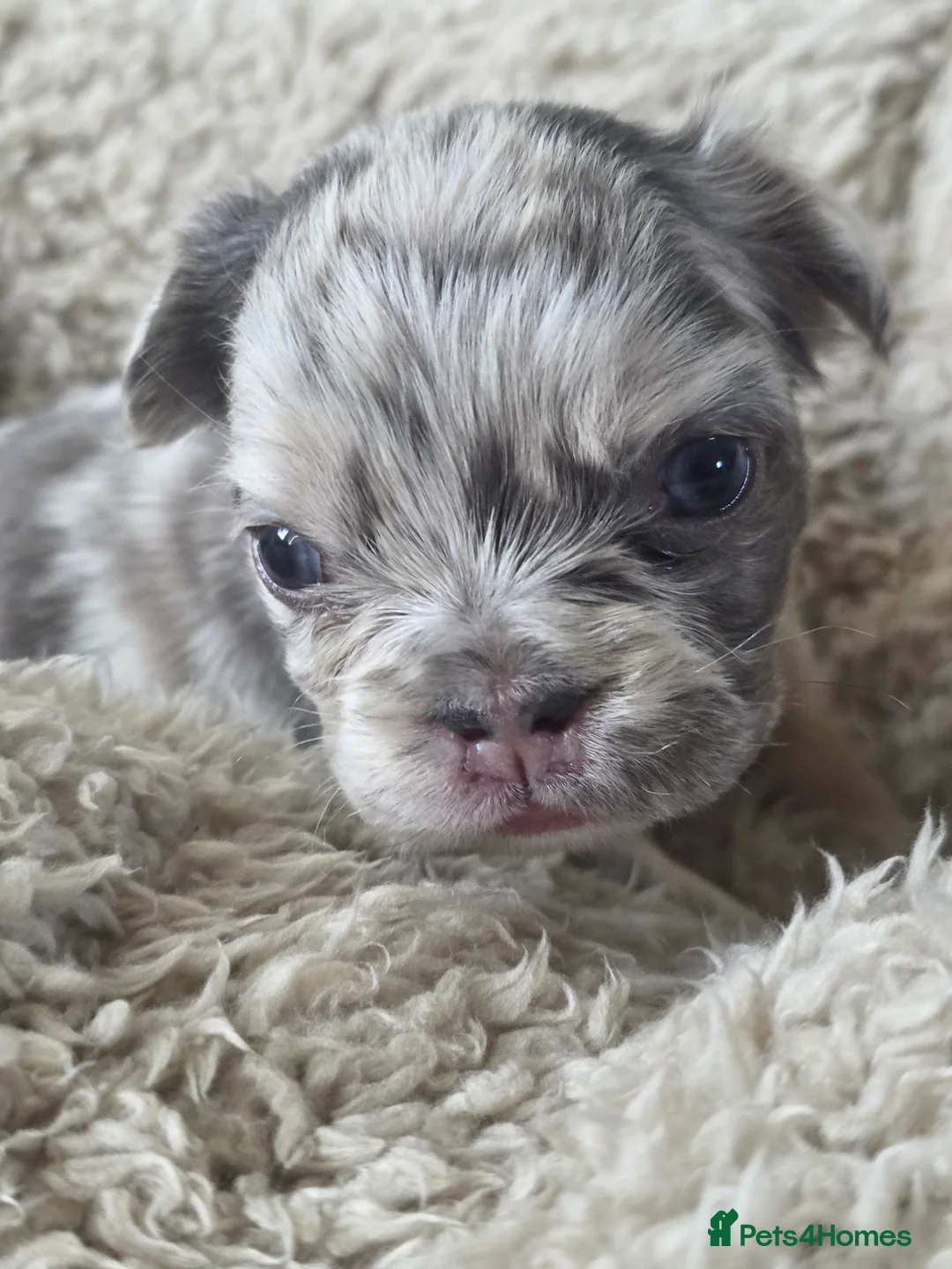 French Bulldog dogs for sale: French Bulldog (4 visual Fluffys) - Advert 2