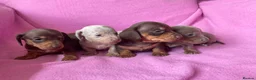 Miniature Dachshund dogs for sale: Quality Miniature Dachshund Puppies - Advert 4