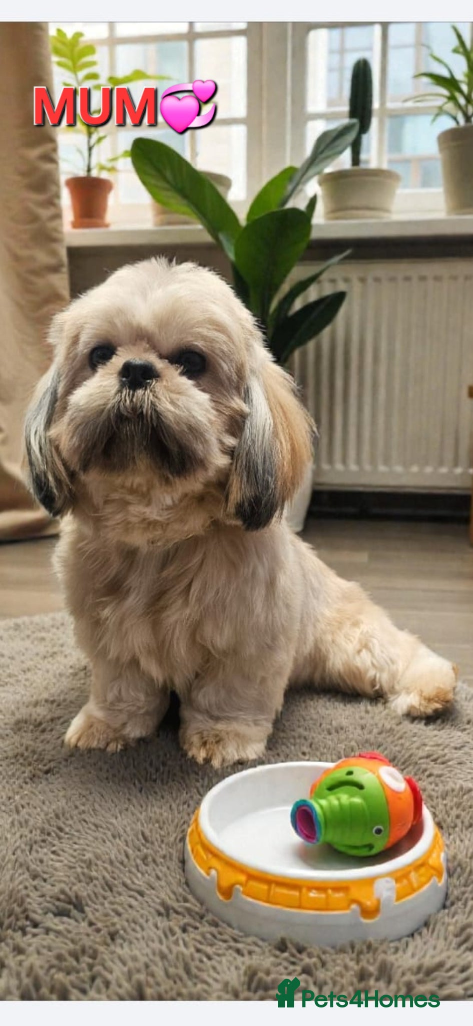 Shih Tzu dogs  💞 QUALITY STANDARD SHIH TZU COMING SOON💕 - Advert 1