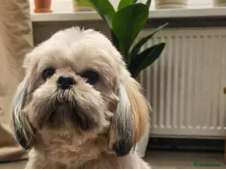 Shih Tzu dogs 💞 QUALITY STANDARD SHIH TZU COMING SOON💕 - Advert 17