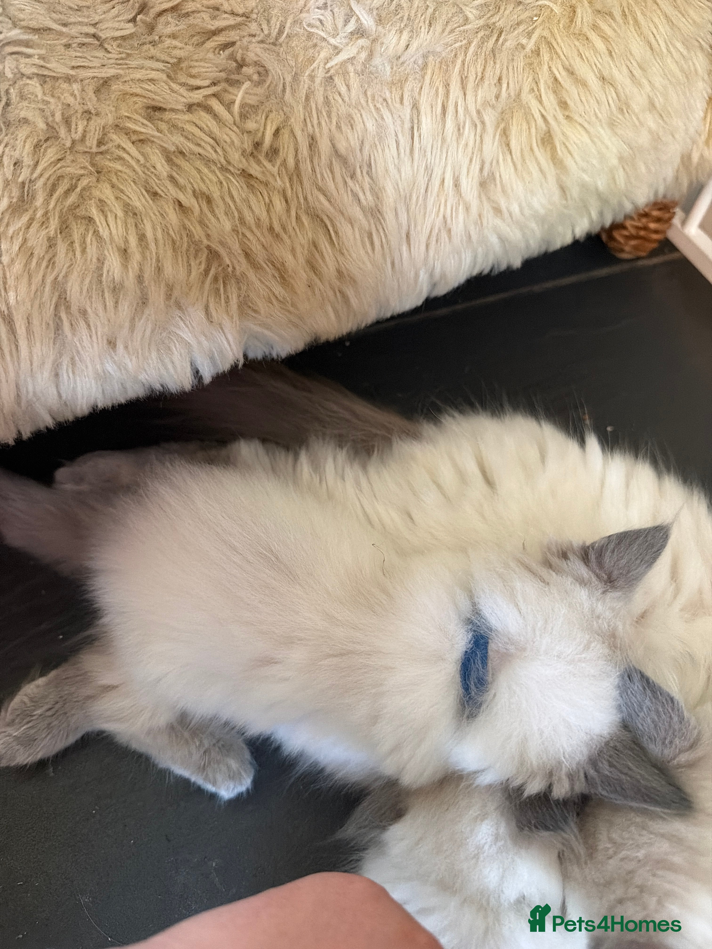 Ragdoll cats Beautiful pure bred ragdolls  - Advert 2