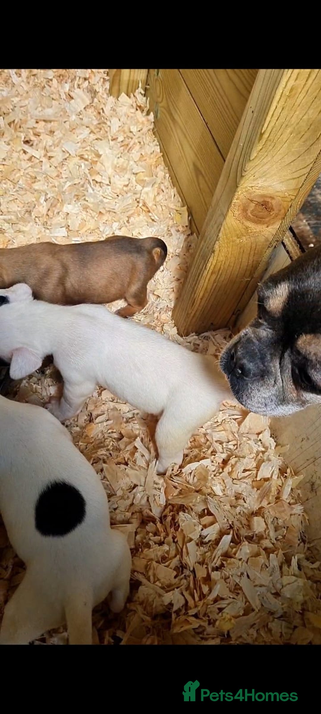 Mixed Breed dogs for sale: Adorable frenglish bullterrier puppies - Image 6