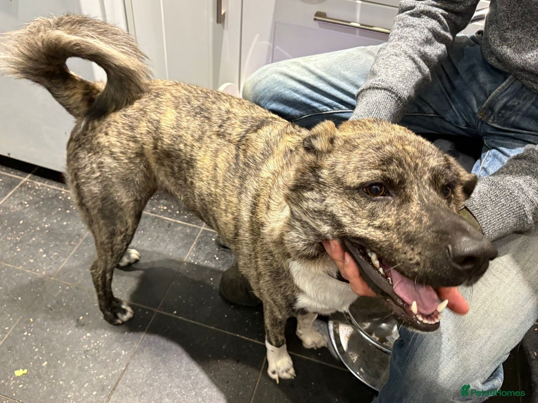 Mixed Breed dogs for adoption: Benji  - Image 8