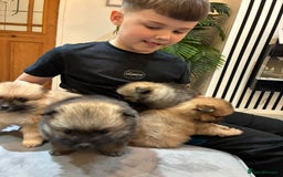 Pomeranian dogs for sale: **** ** ** POMERANIAN PUPPIES **** - Image 3