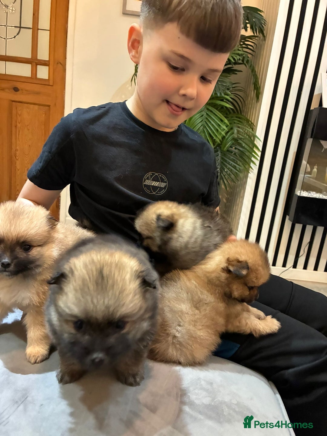 Pomeranian dogs for sale: **** ** ** POMERANIAN PUPPIES **** - Image 3