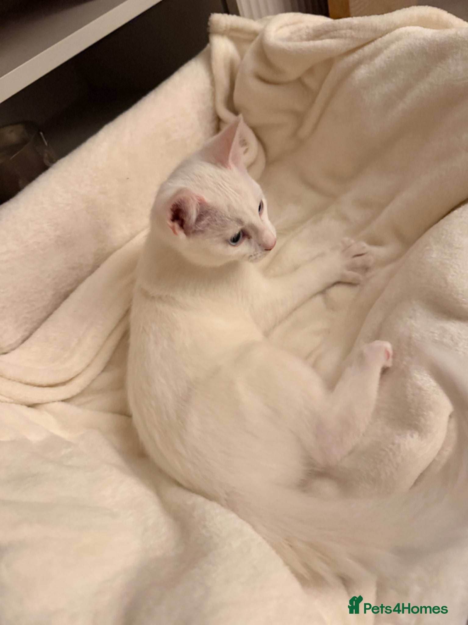 Mixed Breed cats 12 week kitten for sale - Advert 1