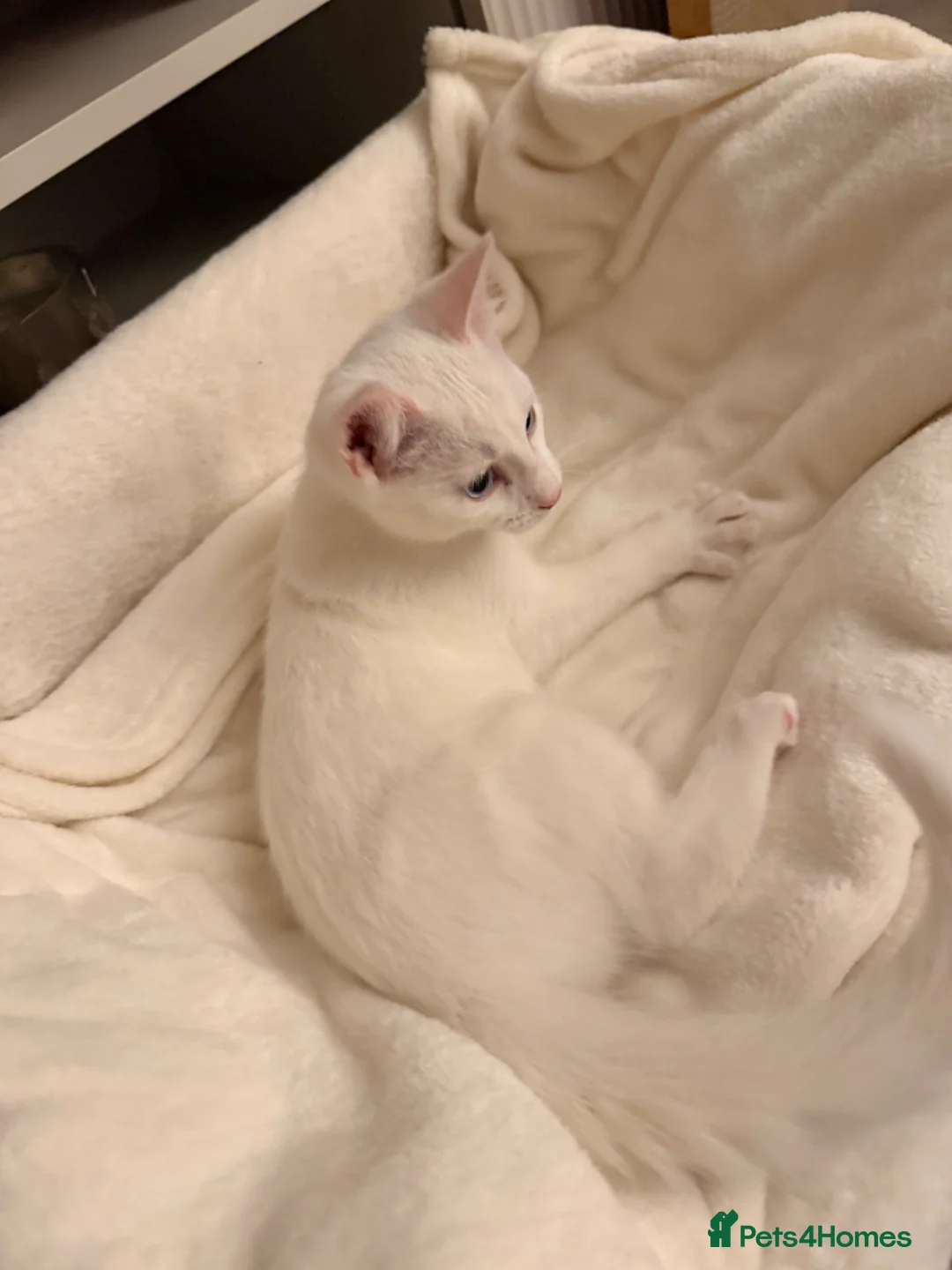 Mixed Breed cats for sale: 12 week kitten for sale - Advert 1