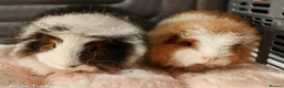 Guinea Pig rodents for sale: Swiss Boars - Advert 3