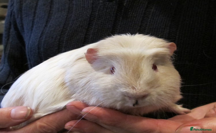 Guinea Pig rodents - Advert 12