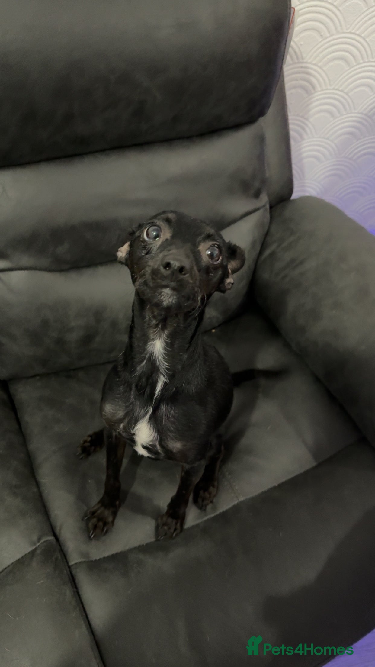 Mixed Breed dogs Ronnie- 3 years old  - Advert 10