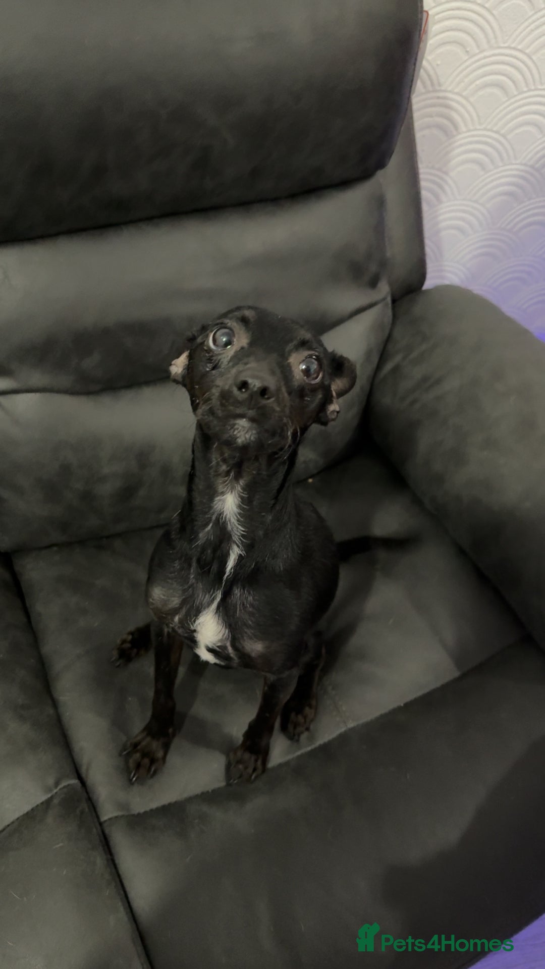 Mixed Breed dogs for sale: Ronnie- 3 years old  - Advert 1