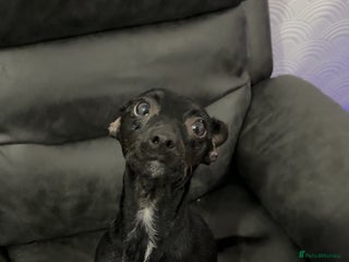 Mixed Breed dogs Ronnie- 3 years old - Advert 1