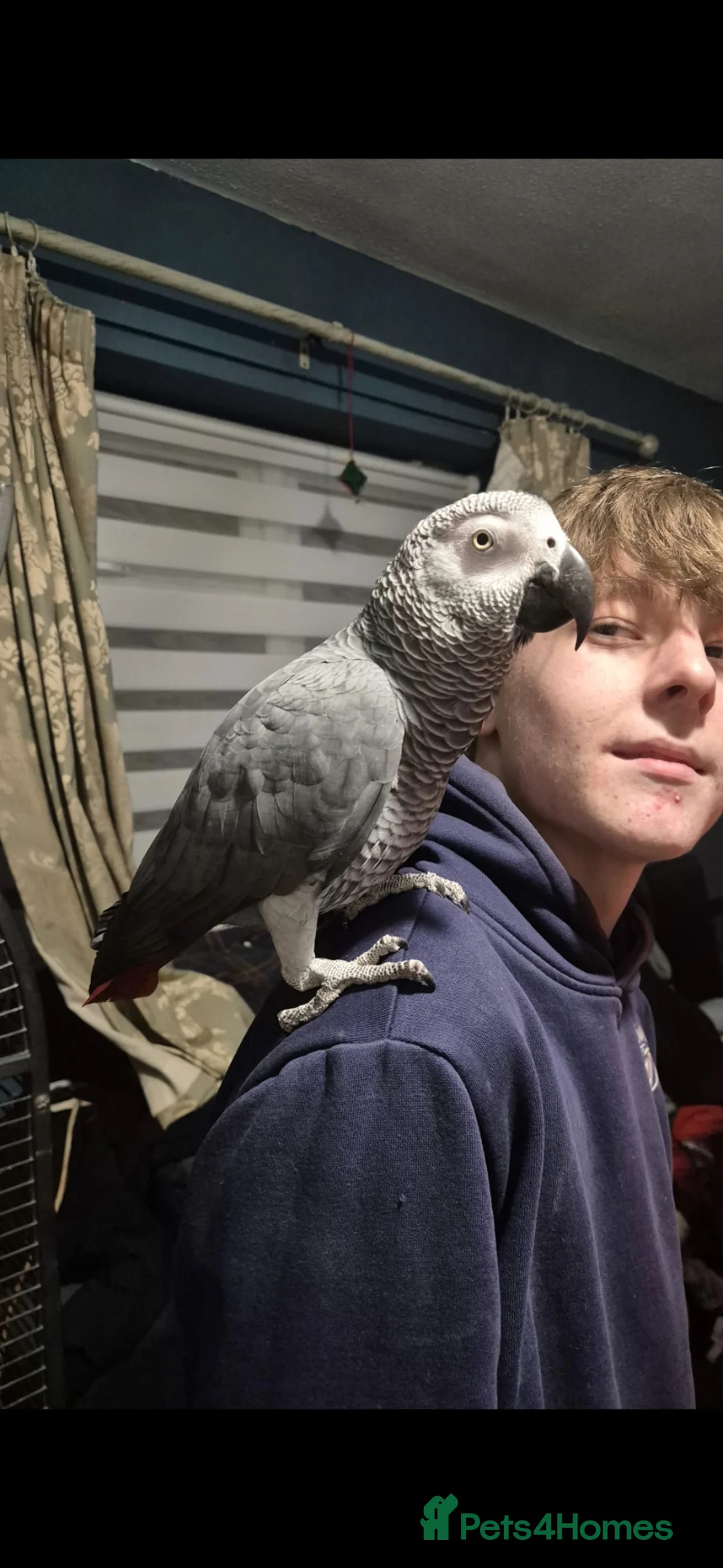 Parrots birds for sale: Congo African Grey parrot  - Advert 4