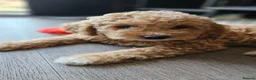 Mini Goldendoodle dogs for sale: Toy Goldendoodle Pups✨READY TO GO TO FOREVER HOMES - Advert 3