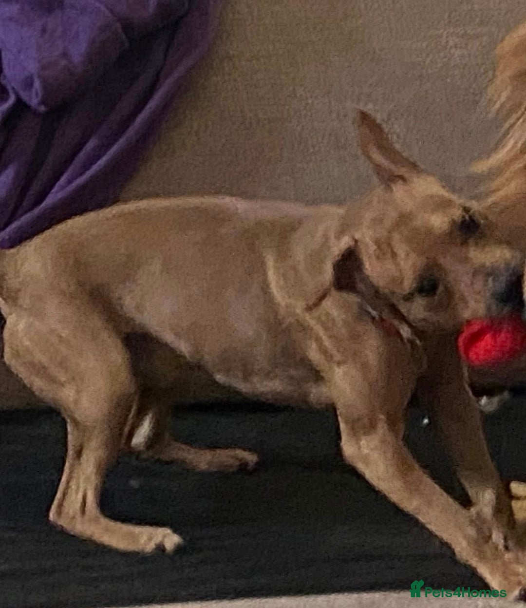 Mixed Breed dogs for sale: Alfie - Advert 12