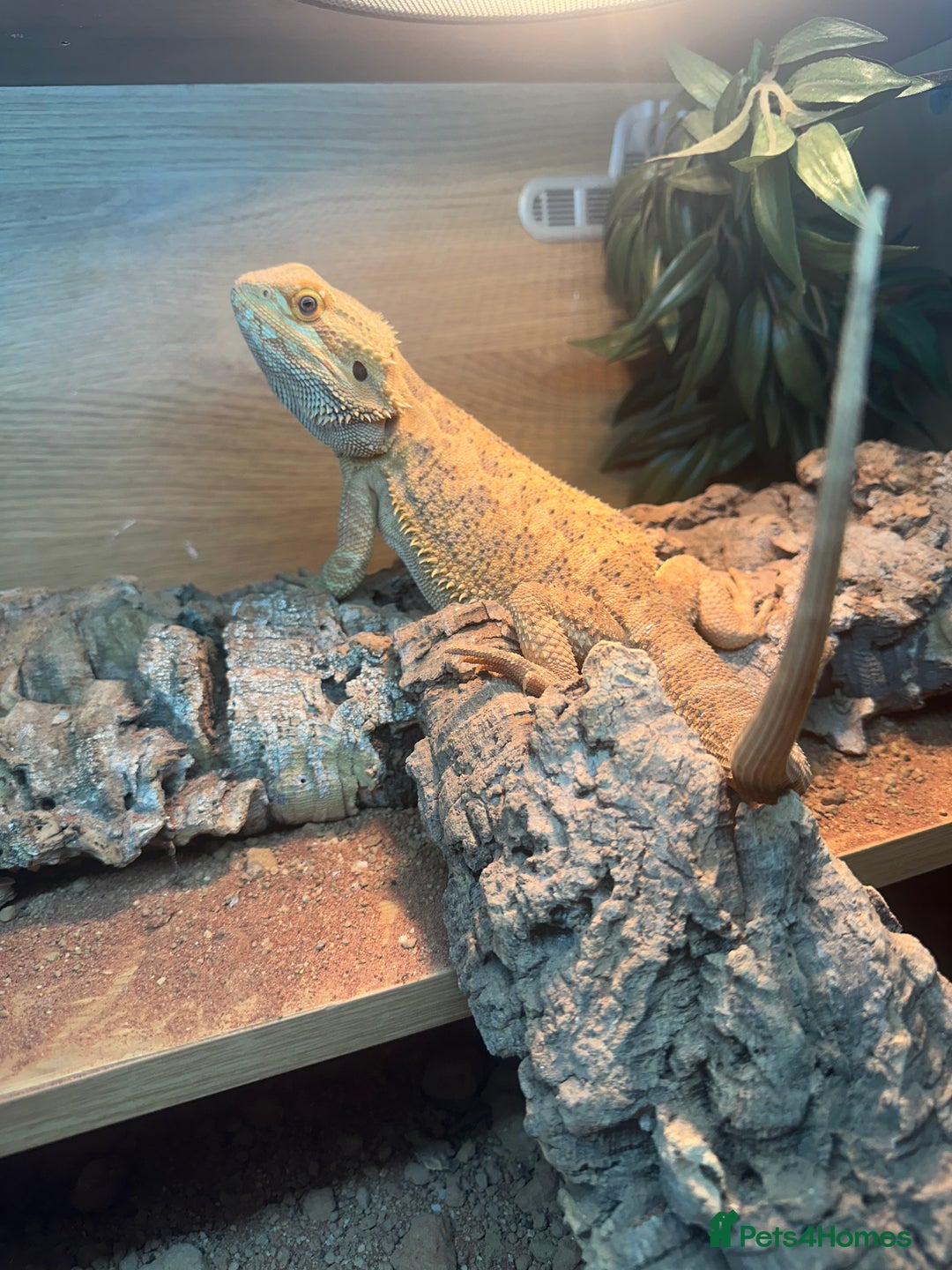 Bearded Dragon reptiles for sale: Male fire dragon.  - Advert 1