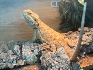 Bearded Dragon reptiles Male fire dragon. - Advert 17