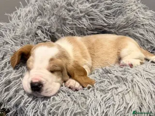 Basset Hound dogs KC Registered Basset Hound Puppy - Red & White Boy - Advert 6