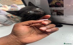 British Shorthair cats for sale: 2 Kittens Left - Image 5