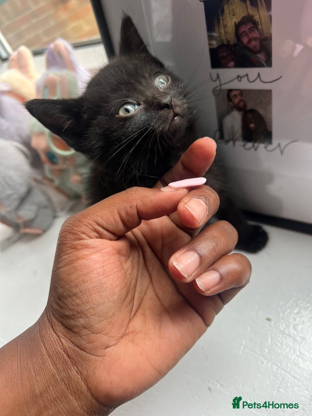 British Shorthair cats for sale: 2 Kittens Left - Image 5