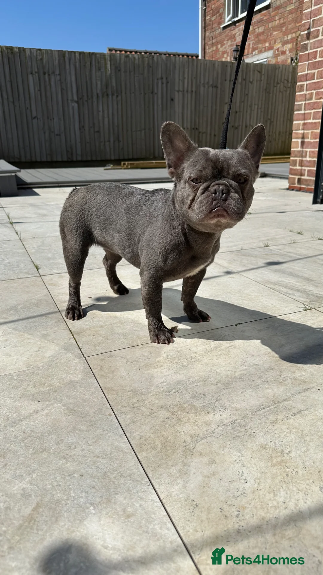 French Bulldog dogs for sale: 2 lovely french bulldogs  - Advert 1