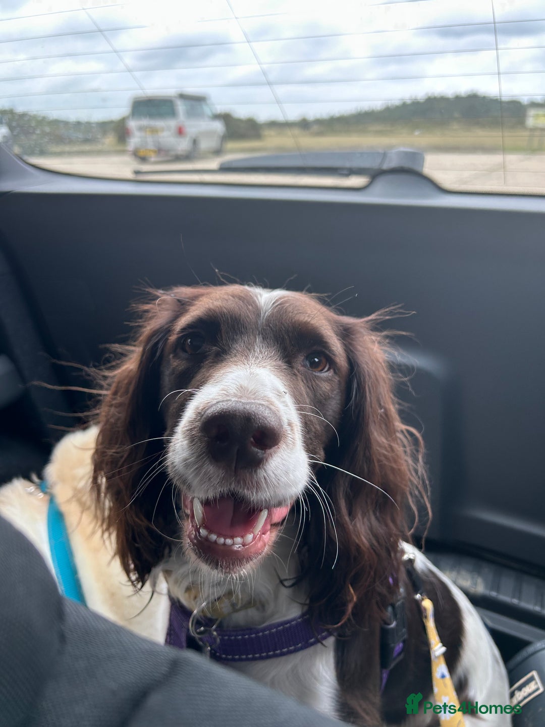 Cocker Spaniel dogs for sale: *Last little boy* chocolate cocker spaniel - Advert 21