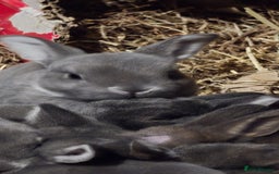 Rex rabbits for sale: Opal rex - Image 4
