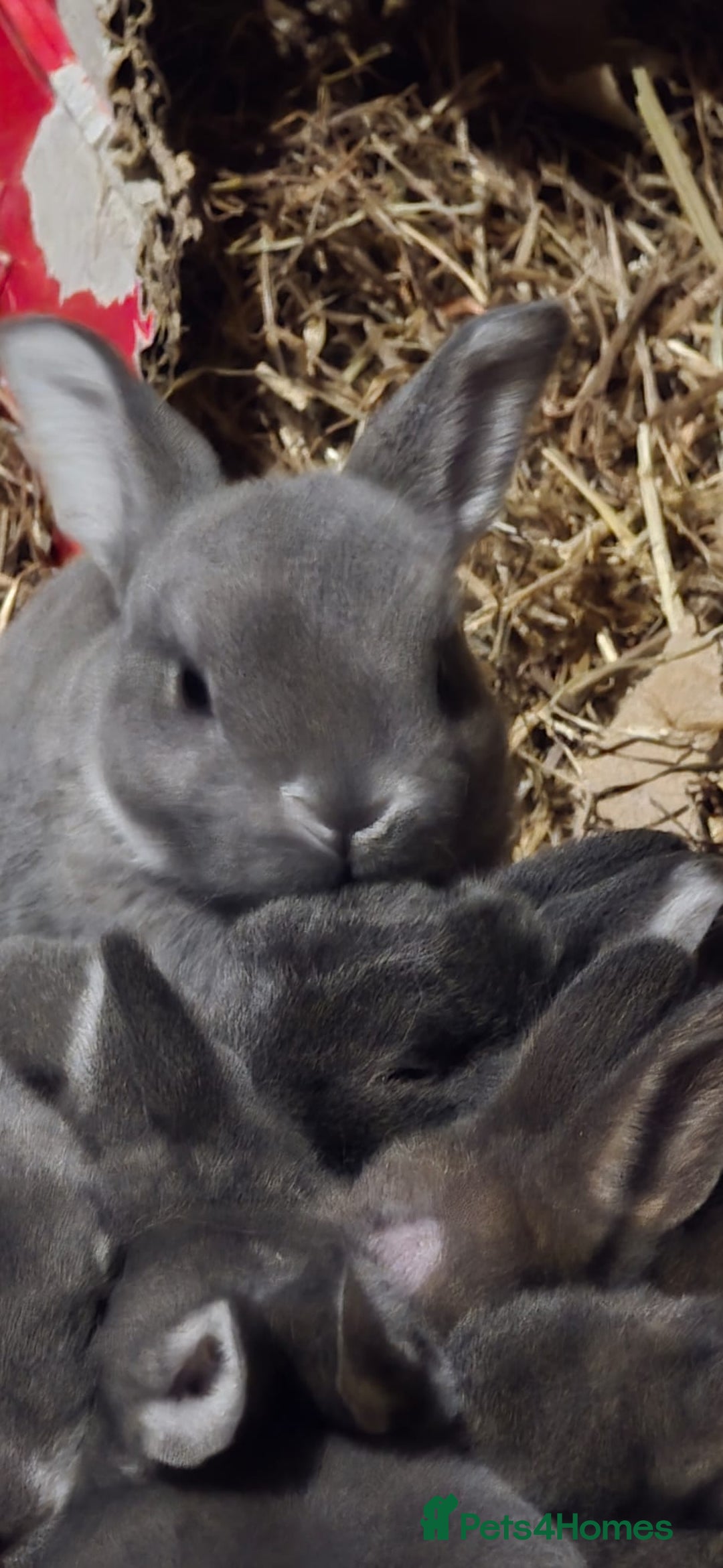 Rex rabbits for sale: Opal rex - Image 4