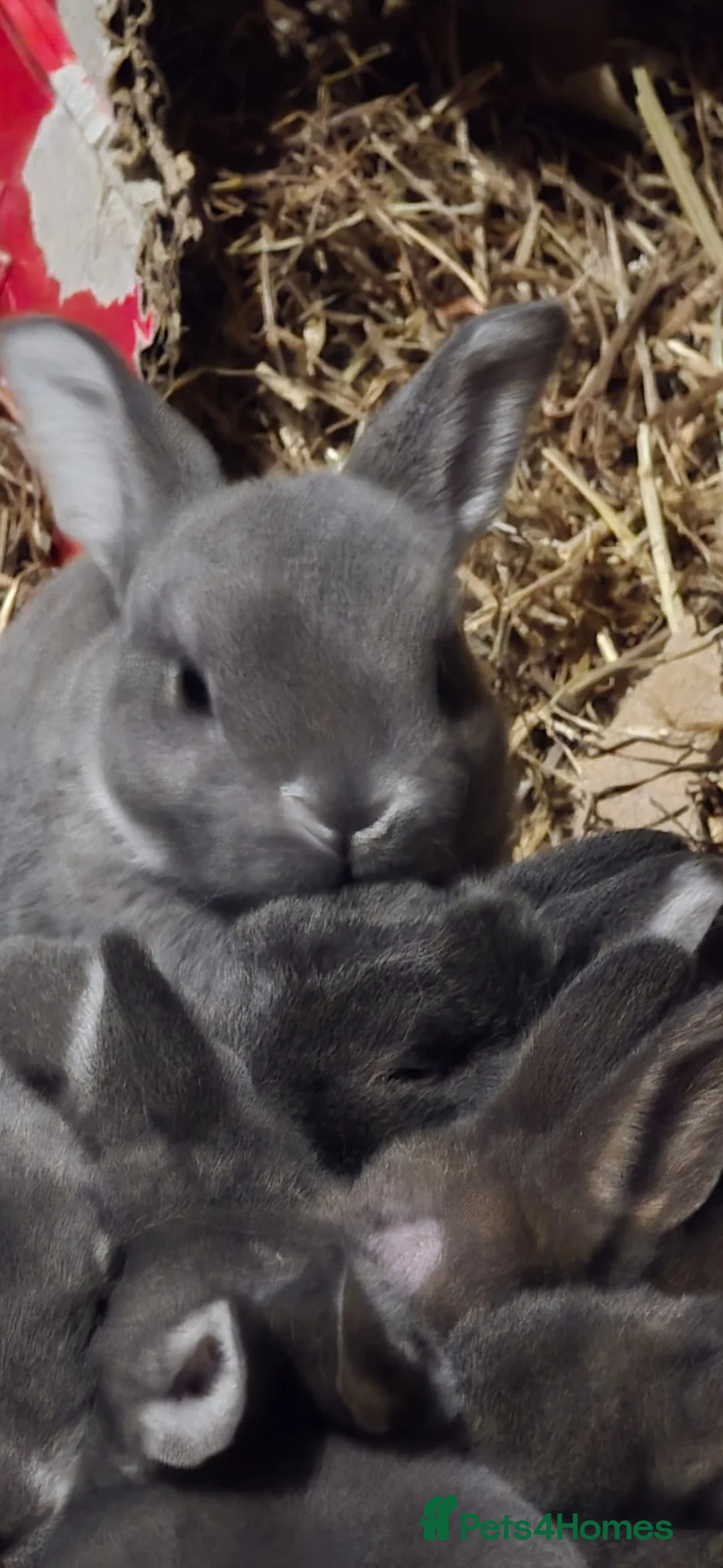 Rex rabbits for sale: Opal rex - Advert 6