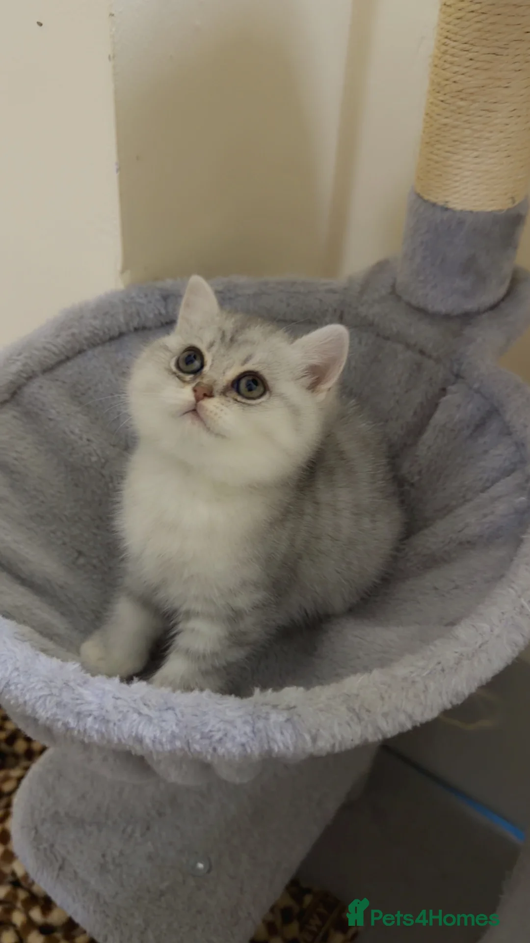 British Shorthair cats for sale: Beautiful British shorthair  - Advert 18