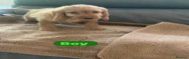 Cockapoo 1