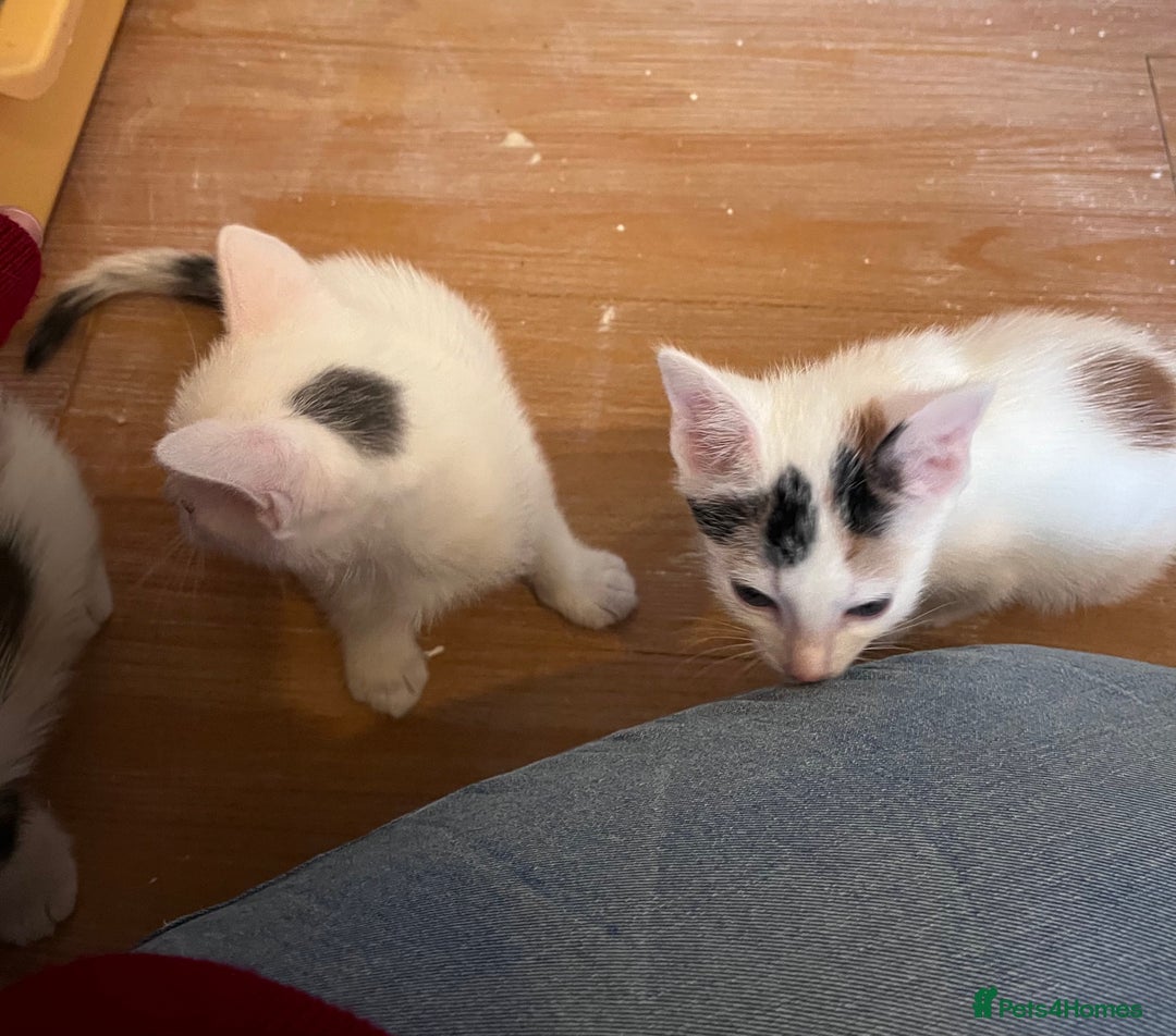 Mixed Breed cats for sale: Beautiful friendly kittens  - Advert 12