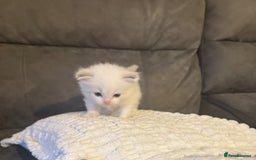 Ragdoll cats for sale: Stunning Ragdoll Boy Kitten - Image 3