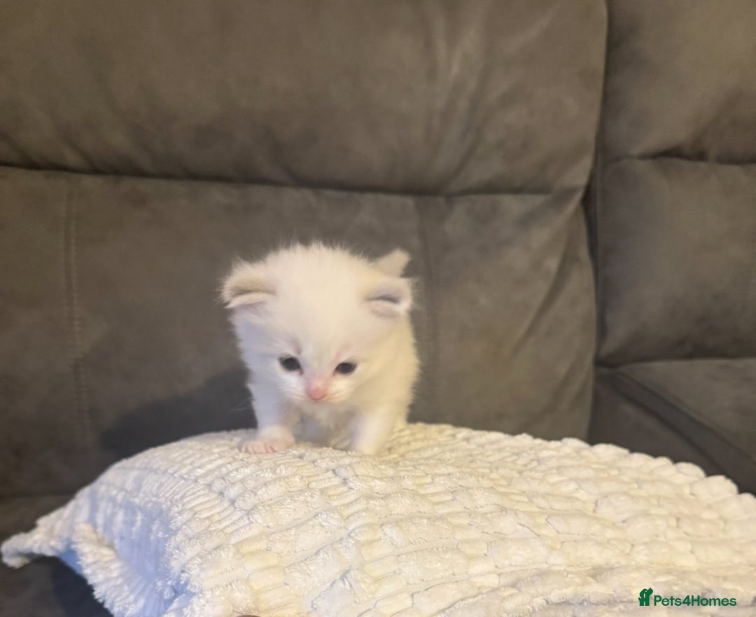 Ragdoll cats for sale: Stunning Ragdoll Boy Kitten - Image 3