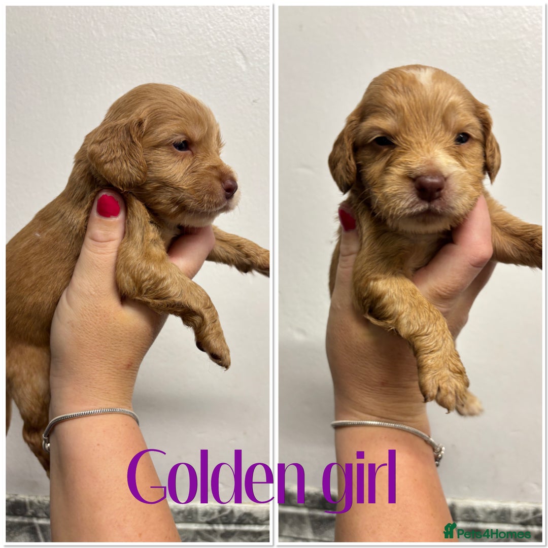 Cocker Spaniel dogs for sale: 🌟 cocker spaniel puppies 🌟 - Image 19