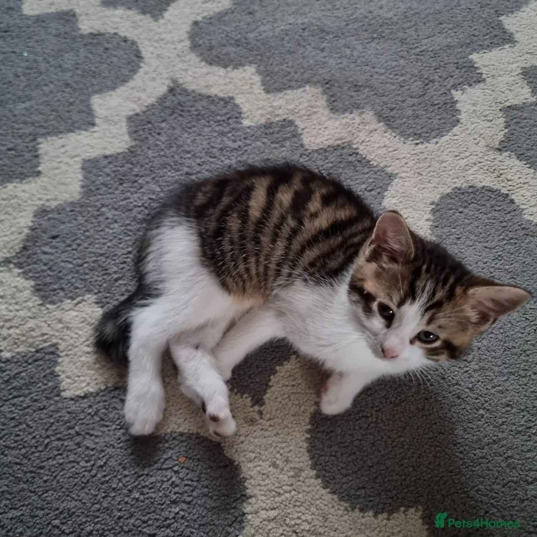 Mixed Breed cats for sale: 4 Cute Kittens For Sale !!!! - Advert 10