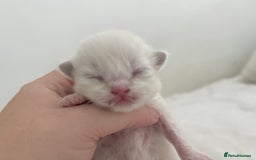 Ragdoll cats for sale: BLUE POINT RAGDOLL KITTENS! - Image 11