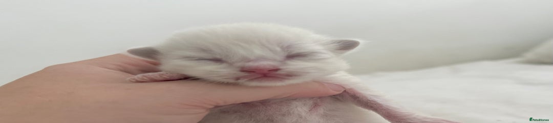 Ragdoll Kitten 1