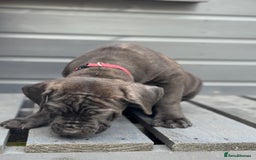 Mixed Breed dogs for sale: Last Four Mastiff pups available  - Image 13