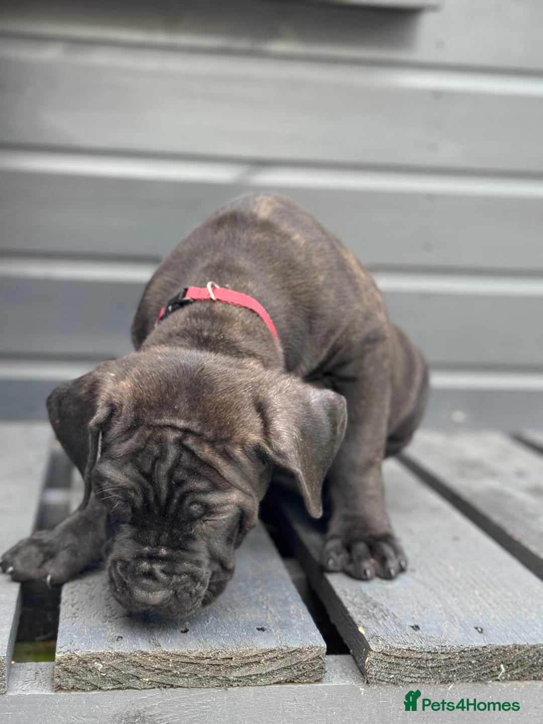 Mixed Breed dogs for sale: Last Four Mastiff pups available  - Image 13