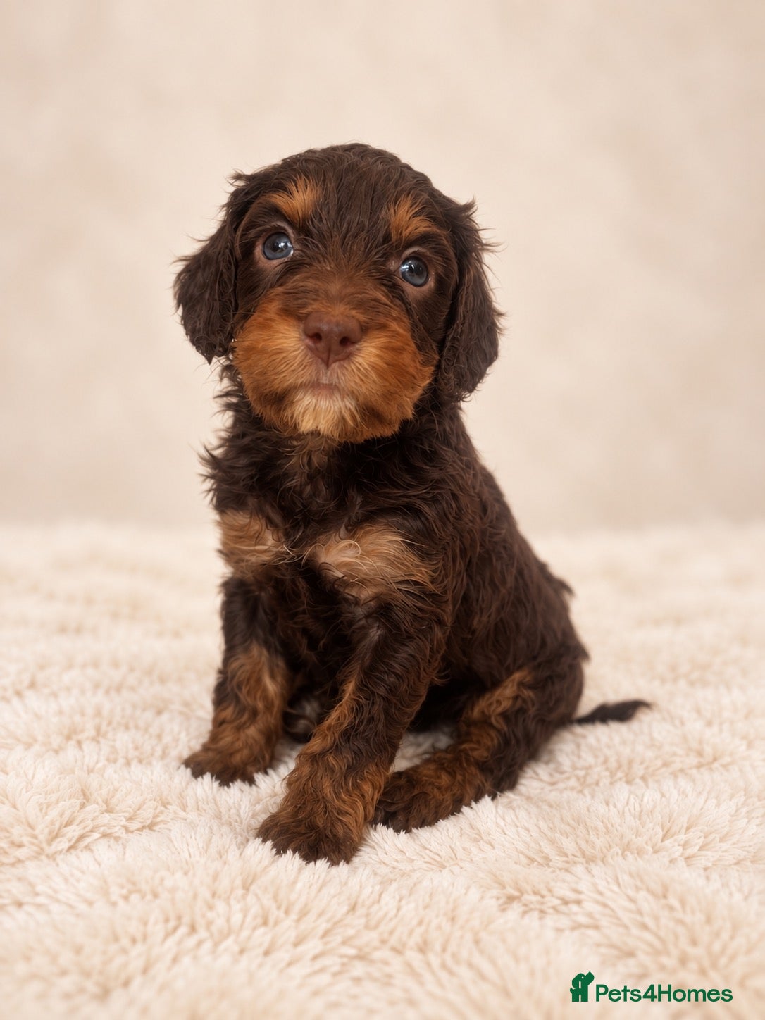 Cockapoo dogs F2 Merle apricot red and white Cockapoo puppies ❤️ - Advert 1