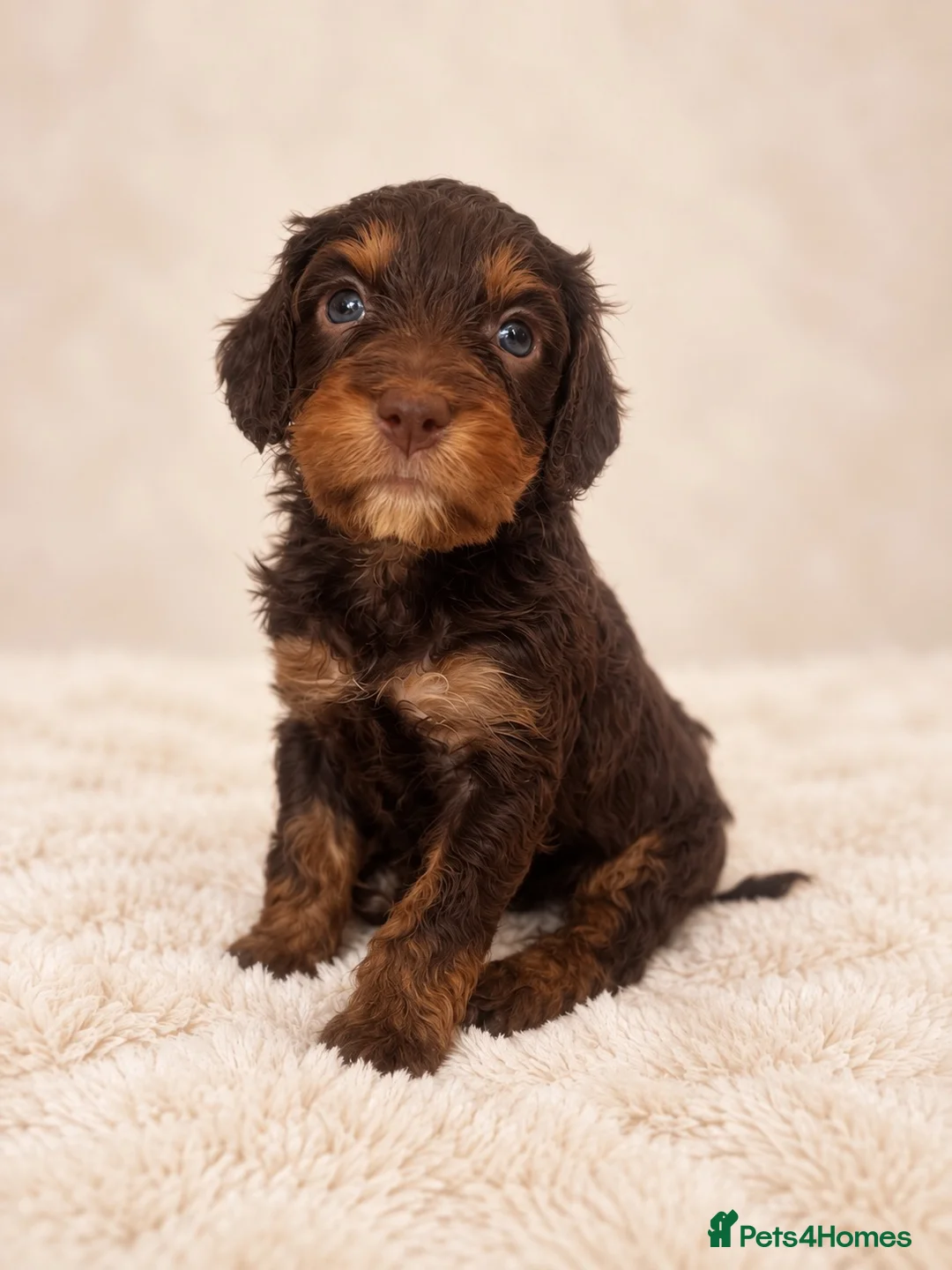 Cockapoo dogs for sale: F2 Merle apricot red and white Cockapoo puppies ❤️ in Godalming - Advert 1