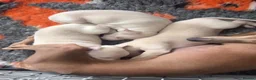 Italian Greyhound dogs for stud: RALPH AT STUD - Advert 9