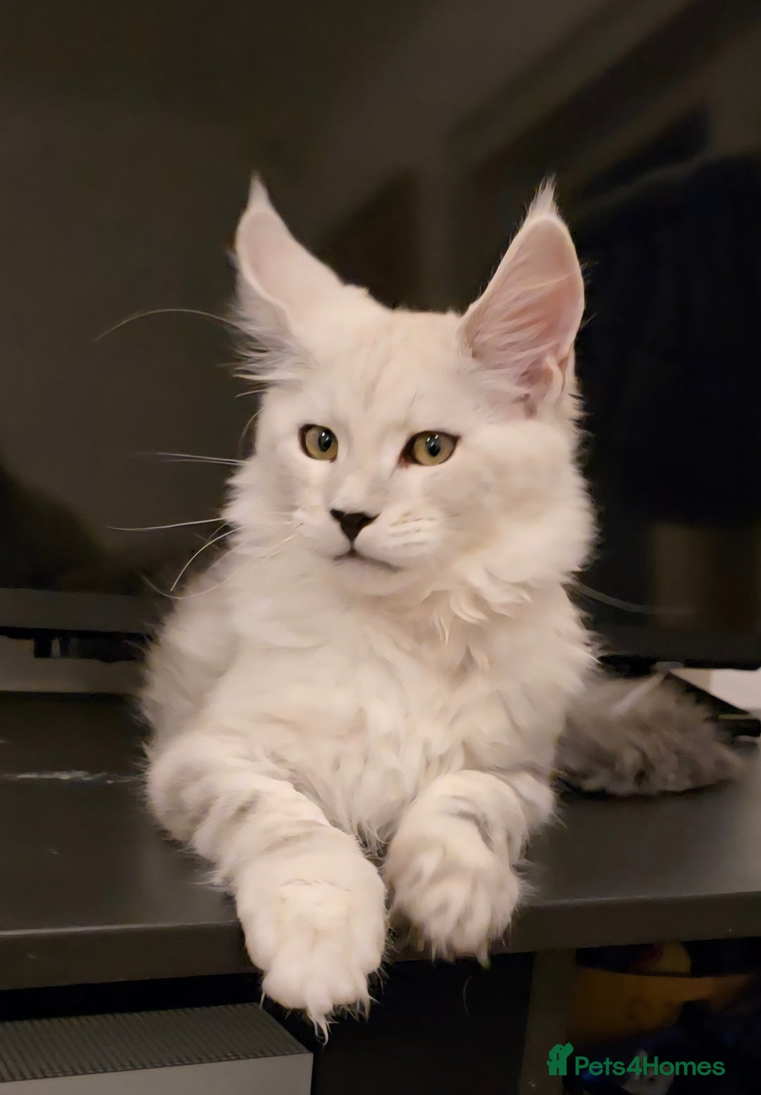 Maine Coon cats for sale: Large Silver Shaded Maine Coon kittens  - Image 1